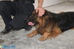 退役警犬：用爱包裹着的生命最后时光 - 公安厅