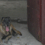 退役警犬：用爱包裹着的生命最后时光 - 公安厅