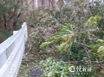 台风“山竹”来袭，在外的重庆老乡这样应对：看电视追剧、听段子吃零食、刷微信报平安…… - 重庆晨网
