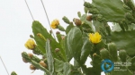 4.5米高的仙人掌每年开花，你见过吗？ - 重庆晨网
