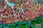 重庆巴南区五洲园500亩红枫层林尽染美如画 - 新华网