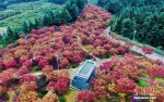 重庆巴南区五洲园500亩红枫层林尽染美如画 - 新华网