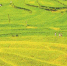 巧手绘出千重浪 重庆首届中国农民丰收节“金镜头”摄影大赛作品选登 - 重庆晨网