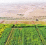 9月10日，内蒙古乌兰布和沙漠，空中俯瞰长满瓜果蔬菜、高粱、牧草的试验地犹如沙漠中的一片绿毯。记者 万难 摄 - 重庆新闻网