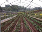 2草莓大棚肥水一体化管网 - 农业机械化信息