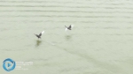 围观！嘉陵江上来了两个“稀客” - 重庆晨网