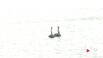 住手！嘉陵江两只黑天鹅“到访”，有渔船试图捕捉还有人投石惊吓 - 重庆晨网