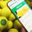通过智能追溯系统，消费者能清楚的知道，自己买的柠檬产地、大小、采摘时间等数十项相关信息。记者 王翔 摄 - 重庆新闻网