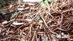 从“试管婴儿”到自然繁育 成片野生银杉幼苗首现金佛山 - 重庆晨网