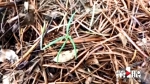 从“试管婴儿”到自然繁育 成片野生银杉幼苗首现金佛山 - 重庆晨网