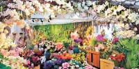 望海花都丰富的花材品种。(花博会组委会供图) - 重庆新闻网