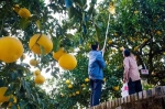 柿子、柚子、橘子...…重庆秋季采摘水果攻略出炉！周末走起 - 重庆晨网