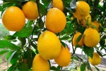 柿子、柚子、橘子...…重庆秋季采摘水果攻略出炉！周末走起 - 重庆晨网
