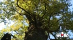 丰都发现超500龄枫香树 四名成年人才能合抱 - 重庆晨网