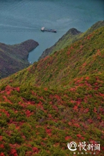 巫山红叶红得早 水陆并进游三峡 - 重庆晨网