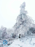 千里冰封，万里雪飘！摄影师镜头下的渝陕界梁 - 重庆晨网