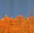 金黄的落羽杉，火红的乌桕树……重庆这个地方的“水上彩林”美如3D油画 - 重庆晨网