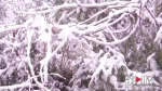 美！奉节部分高地迎来降雪 漫山遍野白雪皑皑 - 重庆晨网