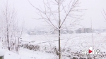 美！奉节部分高地迎来降雪 漫山遍野白雪皑皑 - 重庆晨网