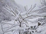 彩林与白雪共存， 绚烂秋景秒变冰雪童话世界 - 重庆晨网