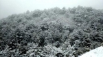彩林与白雪共存， 绚烂秋景秒变冰雪童话世界 - 重庆晨网