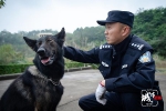 重庆警犬夺全国警犬技术大赛第一名 训导员用自己鲜血训练它 - 重庆晨网