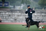 重庆警犬夺全国警犬技术大赛第一名 训导员用自己鲜血训练它 - 重庆晨网