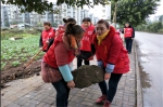 巾帼志愿者在开展保护社区环境活动2.jpg - 妇联