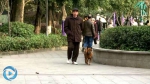 合川警方对城区流浪犬进行集中整治收容 - 重庆晨网