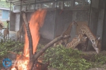 非洲长颈鹿在重庆怎么过冬 烤火吃草好惬意 - 重庆晨网