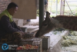非洲长颈鹿在重庆怎么过冬 烤火吃草好惬意 - 重庆晨网