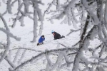武隆仙女山被大雪覆盖，这才是冬季的正确打开方式！ - 重庆晨网