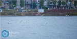 重庆也能看红嘴鸥了！开州汉丰湖景区现海鸥集群奇观 - 重庆晨网