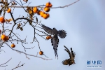 群鸟“闹柿” 绘就冬日趣味图景 - 重庆晨网