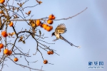 群鸟“闹柿” 绘就冬日趣味图景 - 重庆晨网