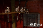 重庆动物园里的动物怎么过冬？空调、地暖、肥宅…… - 重庆晨网