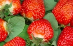 红彤彤的冬草莓熟啦！重庆这些地方可以采摘 - 重庆晨网