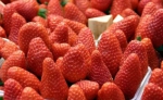 红彤彤的冬草莓熟啦！重庆这些地方可以采摘 - 重庆晨网