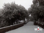 重庆主城也下雪了！渝北华蓥山呈现一片“北国风光” - 重庆晨网