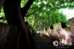 黄葛树承载的那些母城记忆 都在这200多张美图里了 - 重庆晨网