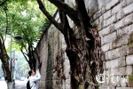 黄葛树承载的那些母城记忆 都在这200多张美图里了 - 重庆晨网