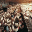 重庆万州2万多只鸡被神秘声音活活吓死！怎么回事 - 重庆晨网