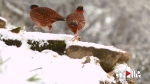 世界濒危鸟类红腹角稚结群出现在金佛山 - 重庆晨网
