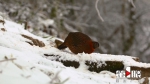 世界濒危鸟类红腹角稚结群出现在金佛山 - 重庆晨网