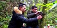 60台红外相机上阵 四面山珍稀野生动物拍高清“写真” - 重庆晨网