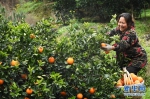 重庆奉节：脐橙种植促农增收 - 新华网