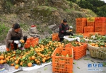 重庆奉节：脐橙种植促农增收 - 新华网