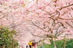 重庆最全赏樱攻略，这17个地方美如幻境！ - 重庆晨网