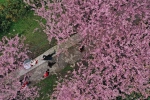 重庆最全赏樱攻略，这17个地方美如幻境！ - 重庆晨网