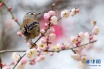 暖春蹁跹而来，捧一颗诗心来行关于“春”的飞花令吧！ - 重庆晨网